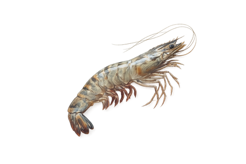 Tiger Prawn