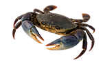 Crab