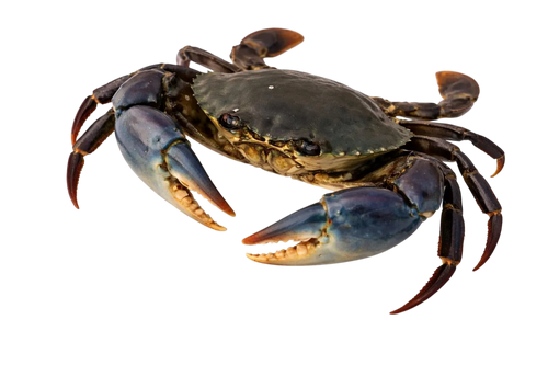 Mud Crab