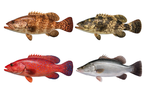 Grouper