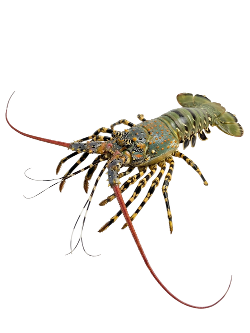 Lobster