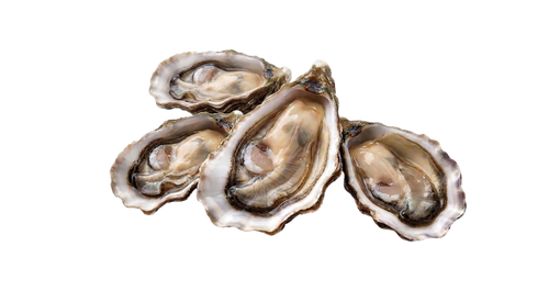 Oyster